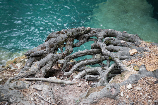 closeup on tree roots beside clear turquoise water