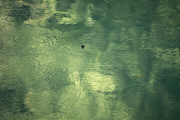 closeup of beautiful clean, green transparent water with forest reflection