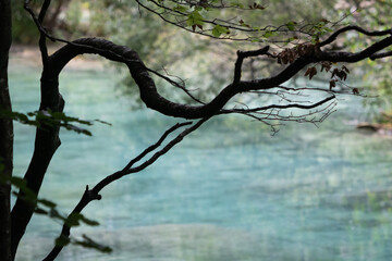 tree branches over transparent turquoise river