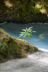 closeup of cute little tree growing beside beautiful clean, transparent water
