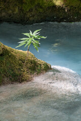 closeup of cute little tree growing beside beautiful clean, transparent water