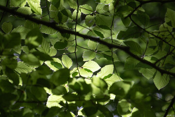 green beech leaves closeup with sunray