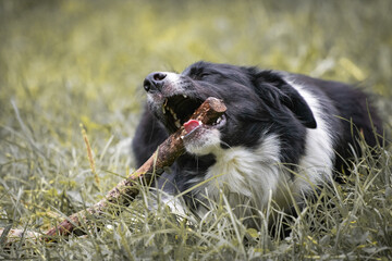 portrait of border collie having fun with a stick in his mouth, lying in grass