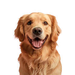 A smiling dog looking at the camera