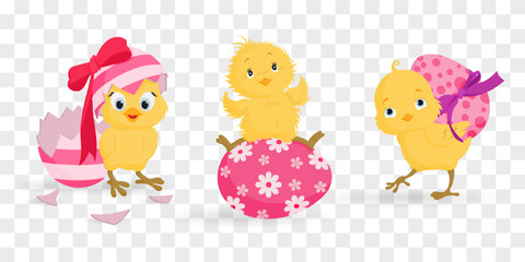 Easter chick. Chick character set isolated on png backgraund. Cute chick, spring festive animal concept. Cartoon holiday vector character