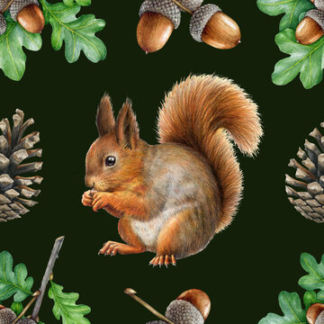 Cute squirrel with natural forest elements seamless pattern. Vintage style watercolor painted illustration. Hand drawn red squirrel with cone, acorn elements seamless pattern. Dark background