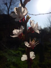blossom in spring - 780473125