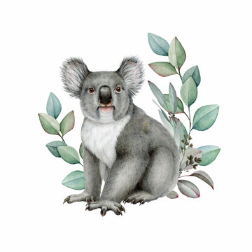 Cute koala with eucalyptus leaf decor. Watercolor illustration. Hand painted wildlife Australian native animal. Grey koala bear with eucalyptus floral decoration element. White background