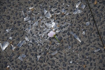 flower in shattered glas
