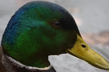 mallard duck close up portrait