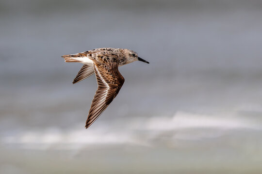 Sanderling (Calidris alba) flying over the beach on the East Frisian Island Juist, Germany.