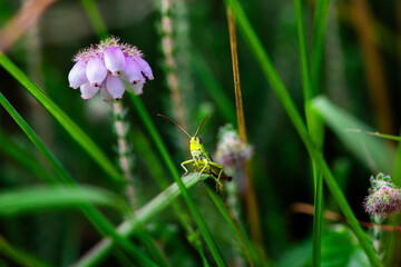 Closeup of a locust in the grass