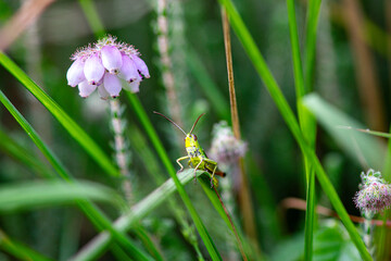 Closeup of a locust in the grass