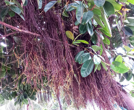 Dhaka, Bangladesh - 28 June, 2023 ; View of A tree with a leaves and roots that is hanging from it. Root hangs on peepal tree.