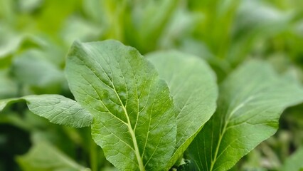 bok choy