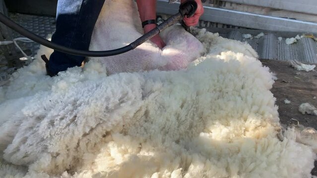 Sheering sheep with wool being removed from animal on a farm by unrecognisable person close up England UK 4K