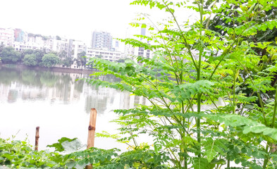 Malunggay or Moringa tree as the leaves act as one of the traditional healing herb.