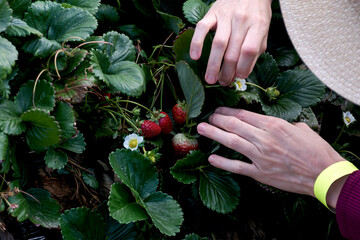 Young woman picks strawberries in an outdoor field.