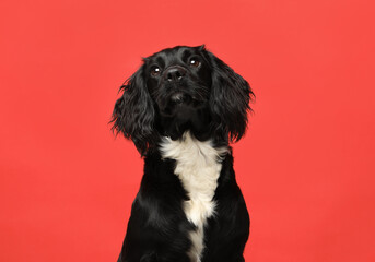 Young, Black and White Sprocker Spaniel on a plain red background - studio portrait 
