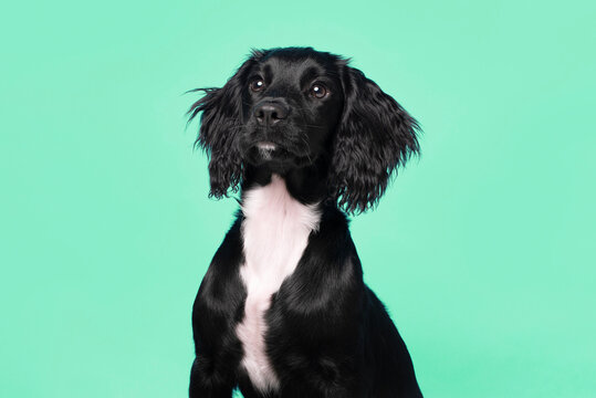 Young, Black and White Sprocker Spaniel on a plain aqua background looking to the left - studio portrait 