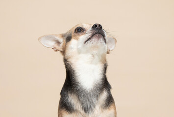 Young Chihuahua Dog on a beige background looking up - studio portrait