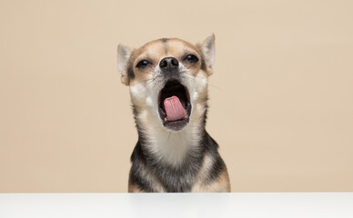 Young Chihuahua Dog on a beige background yawning - studio portrait