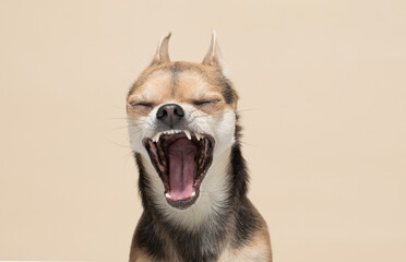 Young Chihuahua Dog on a beige background yawning - studio portrait