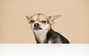 Young Chihuahua Dog on a beige background pulling a funny evil face - studio portrait