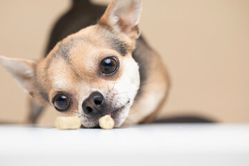 Young Chihuahua Dog on a beige background reaching for a snack close up - studio portrait