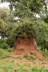 Termitière, Termite, Termitis , Parc national Kruger, Afrique du Sud - obrazy, fototapety, plakaty