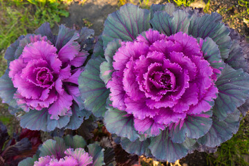 Ornamental kale purple ornate leaves . Brassica elegance cabbages vibrant pink purple decorative...