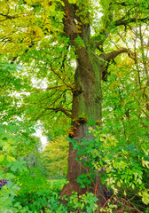 Fototapeta premium Nature, forest and tree with jungle, landscape and growth for natural climate and ecology. Morning, environment and denmark countryside with green, spring and woods for beauty and peace or calm