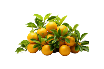 Orange Plant on transparent background.