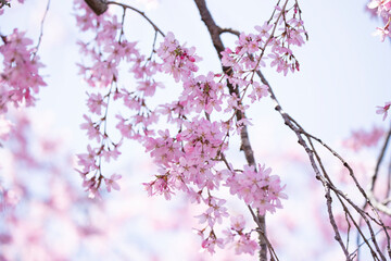 Pink shower