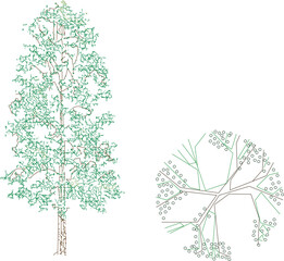 Vector sketch illustration of a tree plant design, front view and top view for completeness of the image