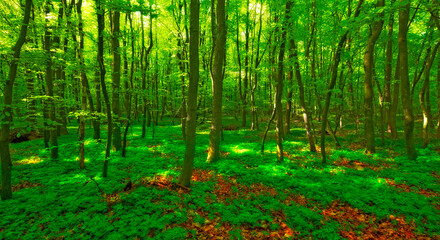 Earth, landscape and nature with trees in summer for conservation or sustainability of ecosystem. Environment, growth and jungle with green rainforest or woods for adventure, exploration and hiking