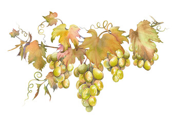 Green grapes bunches with leaves. Isolated clip art. Hand painted watercolor illustration. - 780489590
