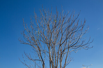 Dead tree with blue sky background. Dead tree with blue sky background in the garden