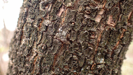 The bark of the tree. Close up.