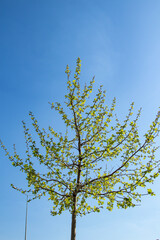 Young green leaves on a tree against the blue sky, spring background. Park in the center of the city. Green grass and trees.