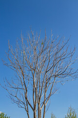 Fototapeta na wymiar Dead tree with blue sky background. Dead tree with blue sky background in the garden