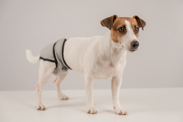 Cute dog wearing menstrual panties on a white background. Reusable diaper.