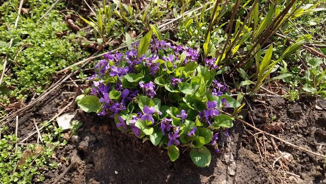Blooming wild violet on glade in sunny day, top view

