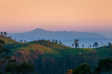 Beautiful dawn over hills with tea plantations near Haputale in Sri Lanka.. - 780492763