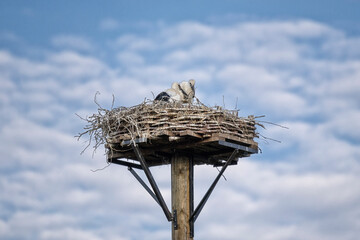 Storch im Nest 