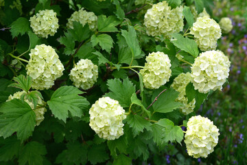 hydrangea bush with white flowers and green leaves   