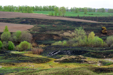 a burnt field with bushes and trees   
