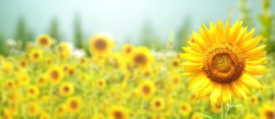 Obraz premium Sunflower on blurred sunny nature background. Horizontal agriculture summer banner with sunflowers field. Organic food production. Harvest of farm product. Oilseed crop. Copy space for text