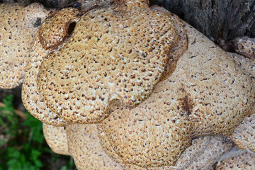 a large mushroom is growing on a tree trunk