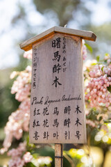 Pink Japanese Andromeda